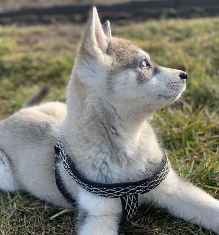 Straight up Blue Eyes Siberian Husky Puppies For Sale Image eClassifieds4u
