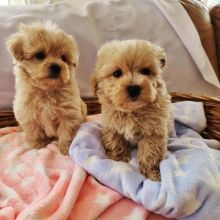 Purebred Maltipoo puppies available