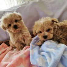 Purebred Maltipoo puppies available