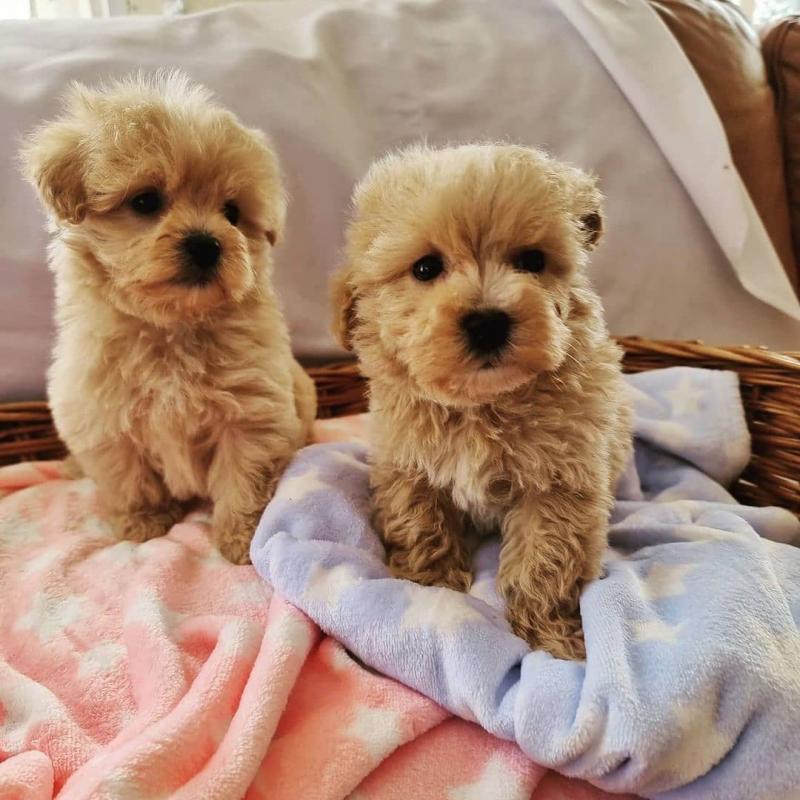 Healthy Maltipoo puppies available Image eClassifieds4u