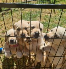 Labrador Pups for sale Image eClassifieds4u 4