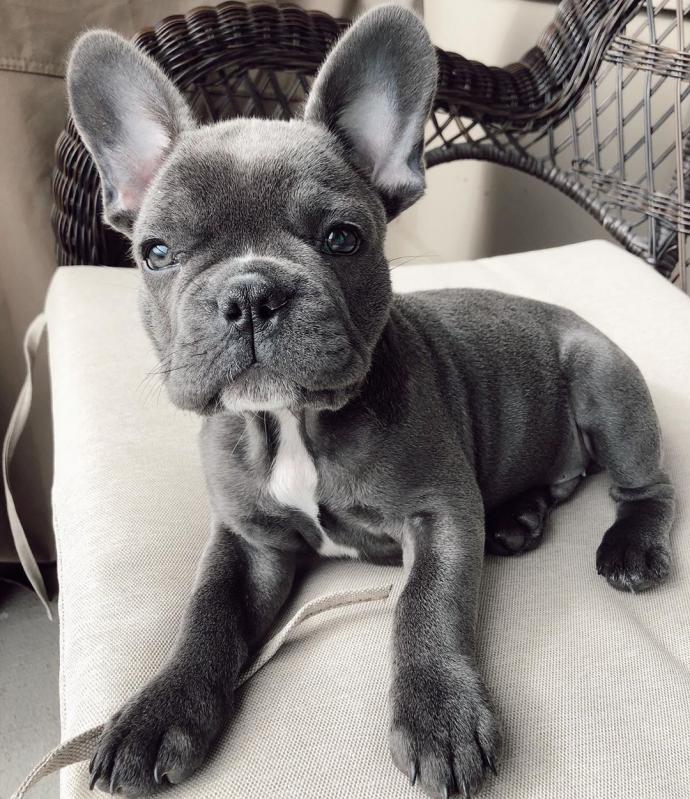🐕💕 C.K.C FRENCH BULLDOG PUPPIES 🟥🍁🟥 READY FOR A NEW HOME 💗🍀🍀 Image eClassifieds4u