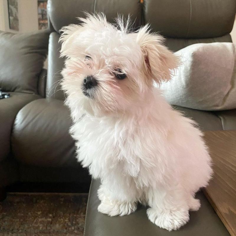 🐕💕 C.K.C MALTESE PUPPIES 🟥🍁🟥 READY FOR A NEW HOME 💗🍀🍀 Image eClassifieds4u