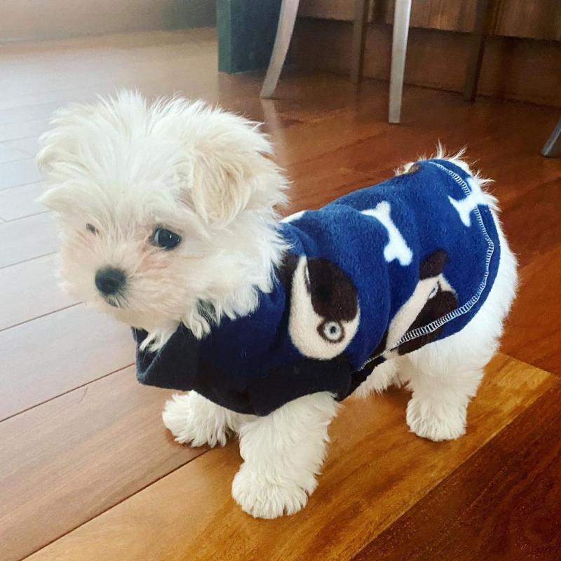 🐕💕 C.K.C MALTESE PUPPIES 🟥🍁🟥 READY FOR A NEW HOME 💗🍀🍀 Image eClassifieds4u