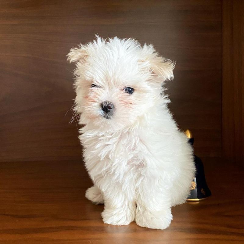 🐕💕 C.K.C MALTESE PUPPIES 🟥🍁🟥 READY FOR A NEW HOME 💗🍀🍀 Image eClassifieds4u