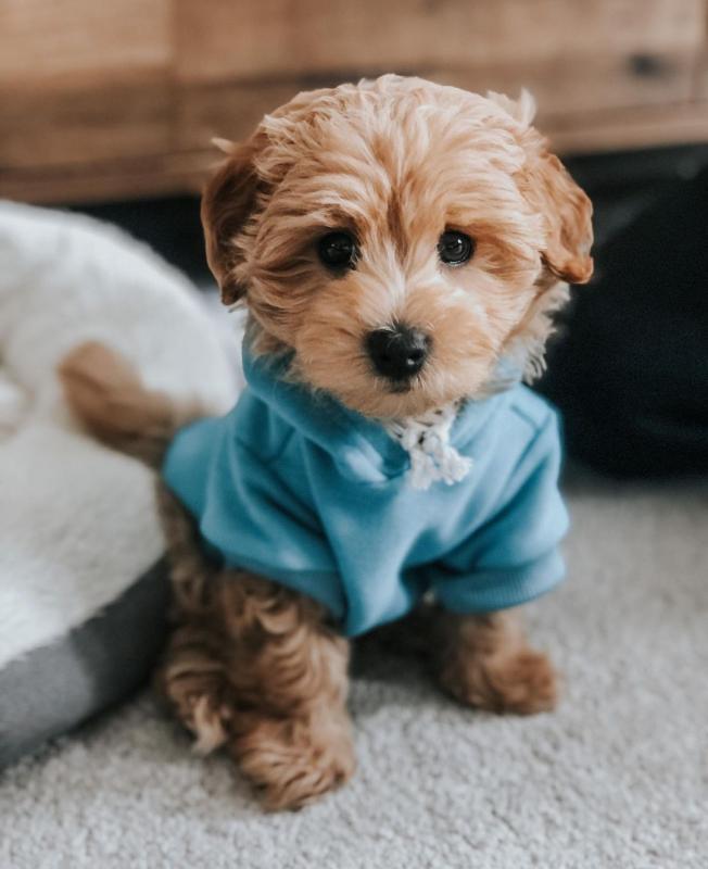 🐕💕 C.K.C MALTIPOO PUPPIES 🟥🍁🟥 READY FOR A NEW HOME 💗🍀🍀 Image eClassifieds4u