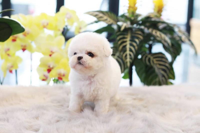 🐕💕 C.K.C POODLE PUPPIES 🟥🍁🟥 READY FOR A NEW HOME 💗🍀🍀 Image eClassifieds4u
