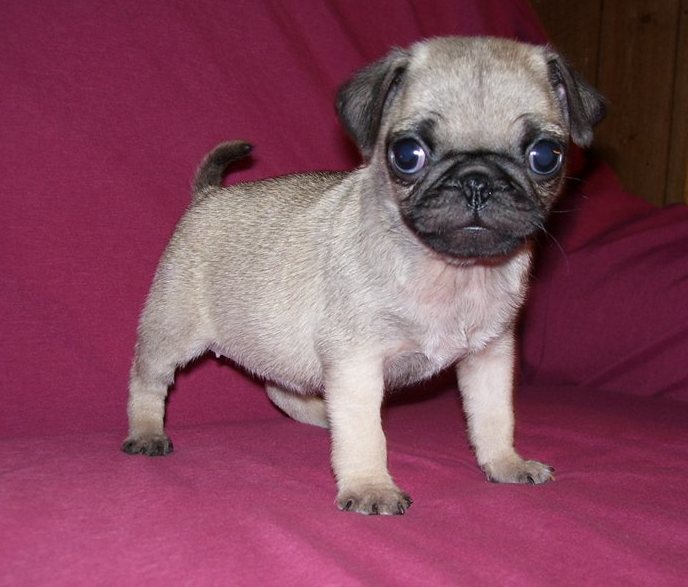 🐕💕 C.K.C PUG PUPPIES 🟥🍁🟥 READY FOR A NEW HOME 💗🍀🍀 Image eClassifieds4u