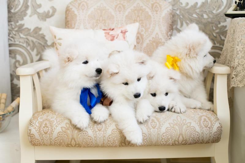 🐕💕 C.K.C SAMOYED PUPPIES 🟥🍁🟥 READY FOR A NEW HOME 💗🍀🍀 Image eClassifieds4u