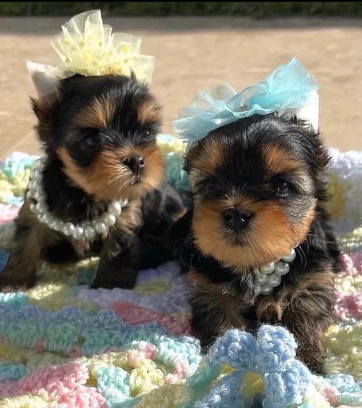 🐕💕 C.K.C YORKSHIRE TERRIER PUPPIES 🟥🍁🟥 READY FOR A NEW HOME 💗🍀🍀 Image eClassifieds4u