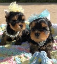 🐕💕 C.K.C YORKSHIRE TERRIER PUPPIES 🟥🍁🟥 READY FOR A NEW HOME 💗🍀🍀