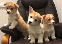 🐕💕PEMBROKE WELSH CORGI PUPPIES 🟥🍁🟥 READY FOR A NEW HOME 💗🍀🍀