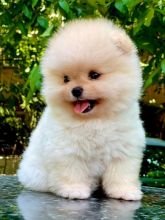 Adorable Pomeranian puppies for new homes