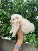 Adorable Pomeranian puppies for new homes