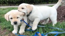 Amazing Labrador Retriever puppies available