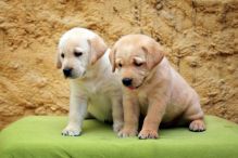 Amazing Labrador Retriever puppies available