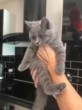 Beautiful Russian blue kittens available