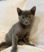 Beautiful Russian blue kittens available