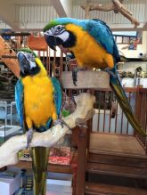 Blue and gold Macaw parrots for rehoming