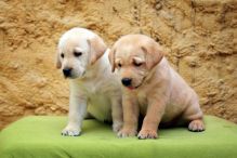 Labrador Retriever puppies available