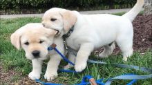 Labrador Retriever puppies available