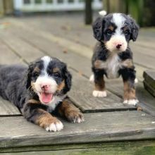 CKC STANDARD/MINI BERNEDOODLE PUPPIES FOR RE-HOMING email via (vincenzohome88@gmail.com)