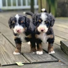 CKC STANDARD/MINI BERNEDOODLE PUPPIES FOR RE-HOMING email via (vincenzohome88@gmail.com)
