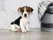 Purebred Jack Russell Terrier puppies for new homes