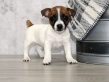 Purebred Jack Russell Terrier puppies for new homes