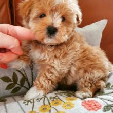 Toy or Miniature Size MALTIPOO Puppies For Re-homing. (vincenzohome88@gmail.com)