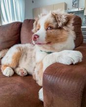 Two Gorgeous AUSTRALIAN SHEPHERD Puppies For Adoption. Email me at (vincenzohome88@gmail.com)