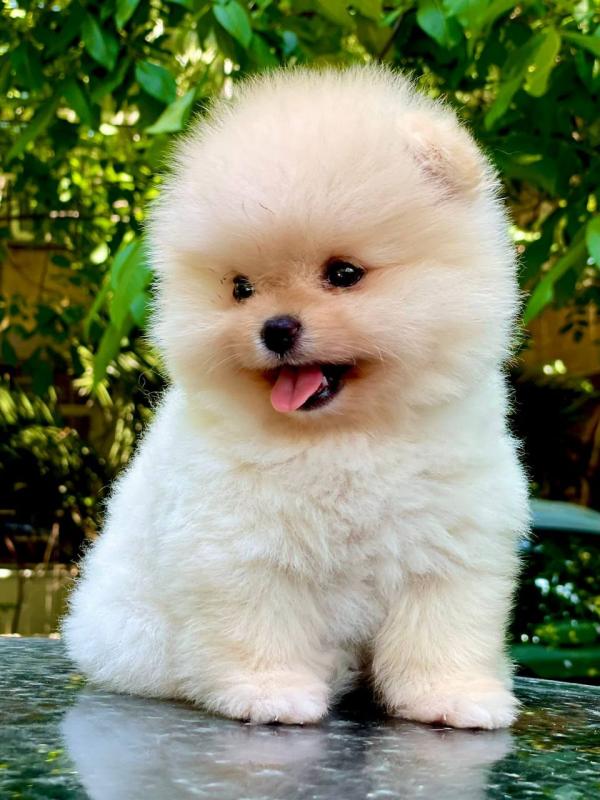 Adorable Pomeranian puppies for new homes Image eClassifieds4u