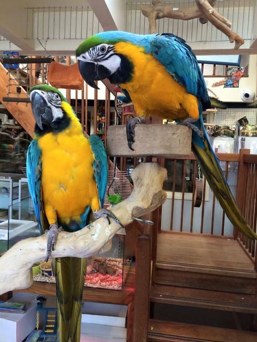 Blue and gold Macaw parrots for rehoming Image eClassifieds4u