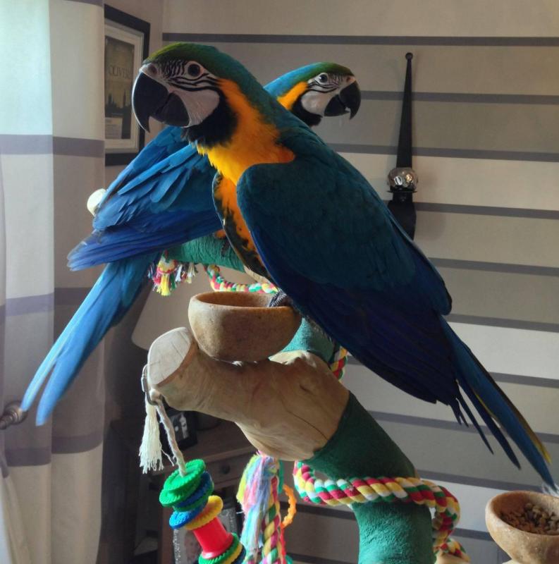 Blue and gold Macaw parrots for rehoming Image eClassifieds4u