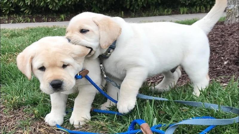 Labrador Retriever puppies available Image eClassifieds4u