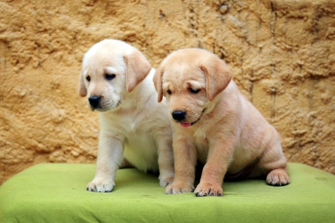 Labrador Retriever puppies available Image eClassifieds4u
