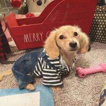 🐕💕 C.K.C Dachshund PUPPIES 🟥🍁🟥 READY FOR A NEW HOME 💗🍀🍀 Image eClassifieds4U