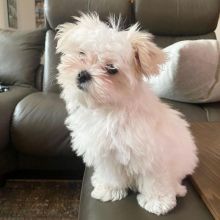 🐕💕 C.K.C MALTESE PUPPIES 🟥🍁🟥 READY FOR A NEW HOME 💗🍀🍀 Image eClassifieds4u 3