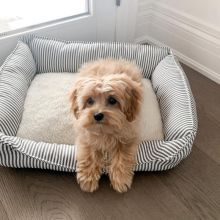 🐕💕 C.K.C MALTIPOO PUPPIES 🟥🍁🟥 READY FOR A NEW HOME 💗🍀🍀 Image eClassifieds4u 2