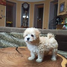 🐕💕 C.K.C MALTIPOO PUPPIES 🟥🍁🟥 READY FOR A NEW HOME 💗🍀🍀 Image eClassifieds4u 3