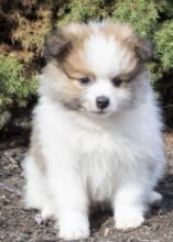 🐕💕 C.K.C POMERANIAN PUPPIES 🟥🍁🟥 READY FOR A NEW HOME 💗🍀🍀 Image eClassifieds4u 2