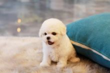 🐕💕 C.K.C POODLE PUPPIES 🟥🍁🟥 READY FOR A NEW HOME 💗🍀🍀 Image eClassifieds4u 2