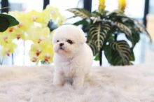🐕💕 C.K.C POODLE PUPPIES 🟥🍁🟥 READY FOR A NEW HOME 💗🍀🍀 Image eClassifieds4u 1