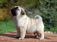 🐕💕 C.K.C PUG PUPPIES 🟥🍁🟥 READY FOR A NEW HOME 💗🍀🍀 Image eClassifieds4u 1