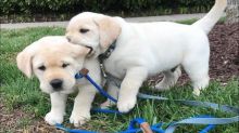 Amazing Labrador Retriever puppies available Image eClassifieds4u 2