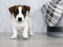 Purebred Jack Russell Terrier puppies for new homes Image eClassifieds4u 2
