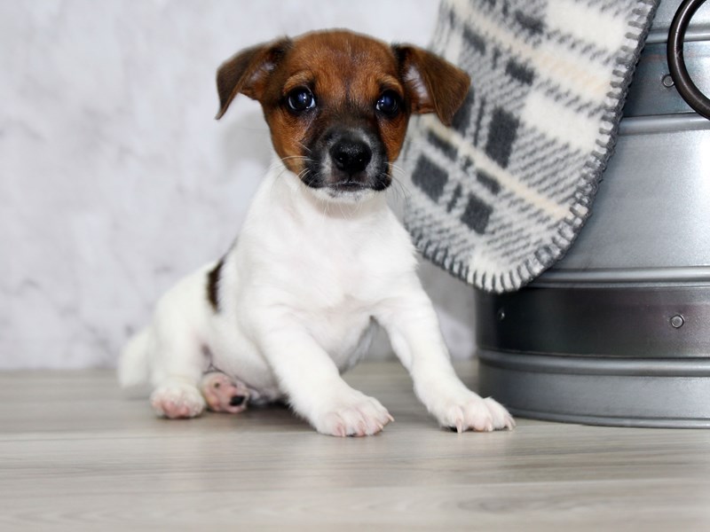 Purebred Jack Russell Terrier puppies for new homes Image eClassifieds4u