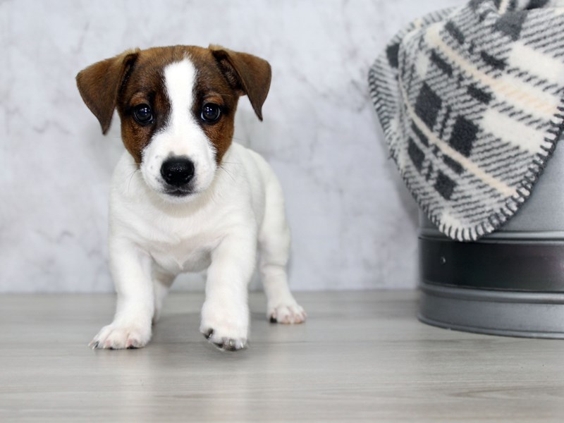 Purebred Jack Russell Terrier puppies for new homes Image eClassifieds4u