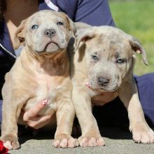 Excellent Pit Bull Terrier Puppies For ADOPTION!.. (vincenzohome88@gmail.com)
