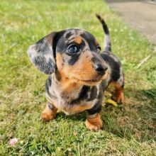 Gorgeous DACHSHUND Puppies For Re-Homing Now.. (vincenzohome88@gmail.com)